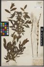 Foto von Salix purpurea L. x Salix repens L.